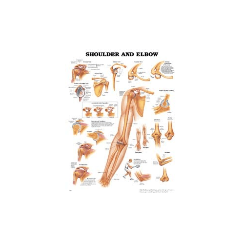 Anatomy Poster Wall Charts