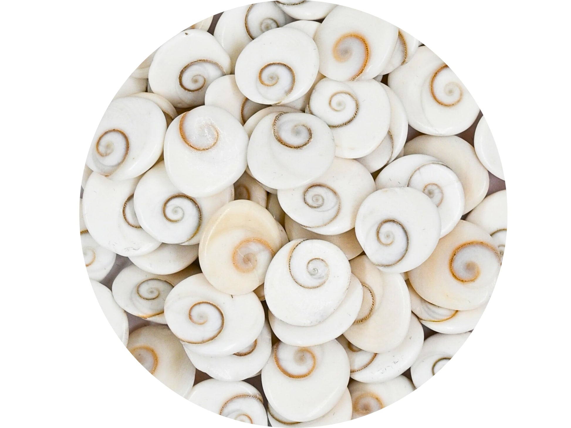 Certified Gomati Chakra Original River Stones - 11 Pieces Gomti Chakra Original from Gomathi River Dwarka (11 Pieces)