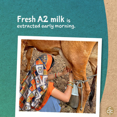 Conscious Food A2 Gir Cow Ghee | 600ml | with Pure A2 Milk | Grass-fed, Cultured, Premium & Traditional Bilona Ghee | Immunity Booster
