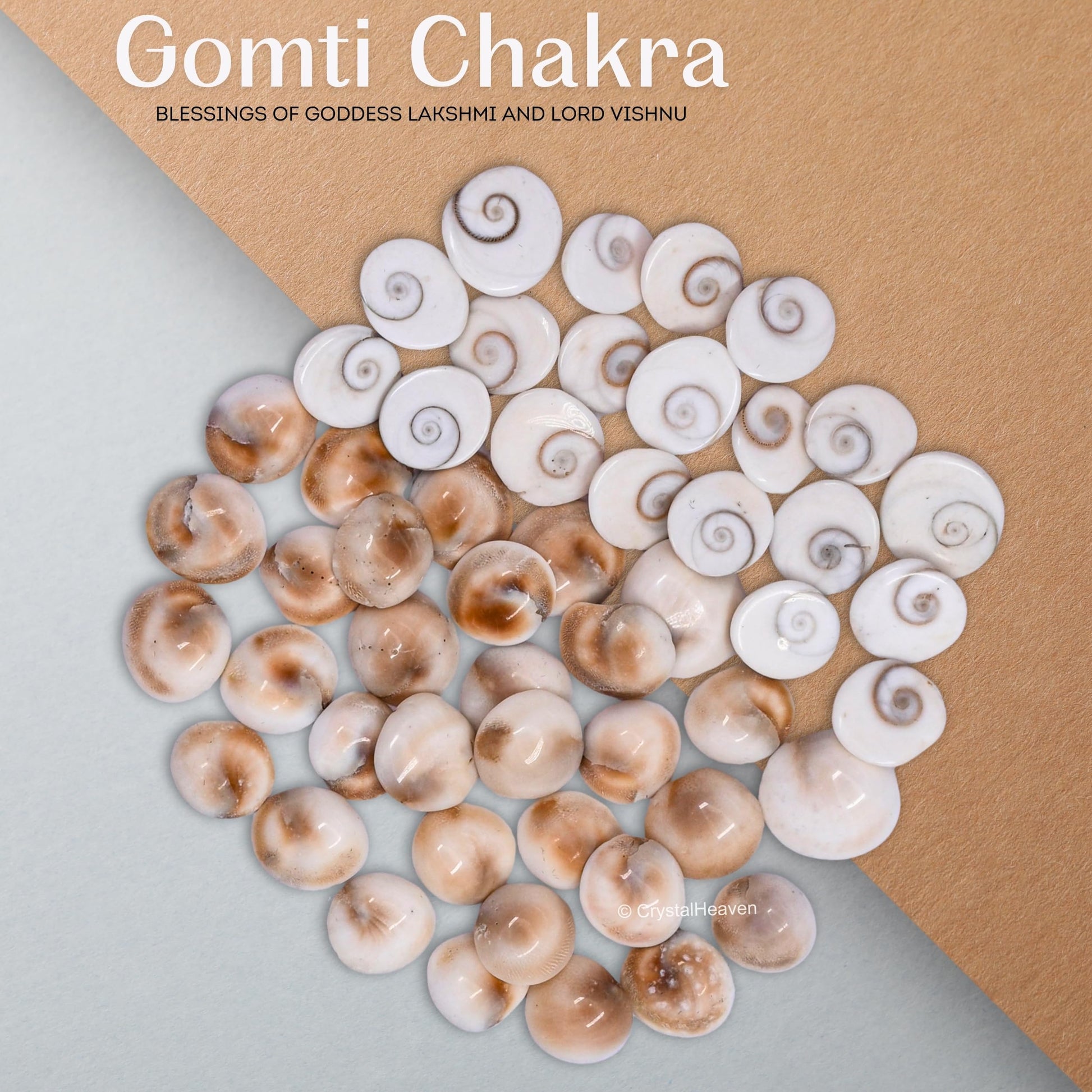 Certified Gomati Chakra Original River Stones - 11 Pieces Gomti Chakra Original from Gomathi River Dwarka (11 Pieces)