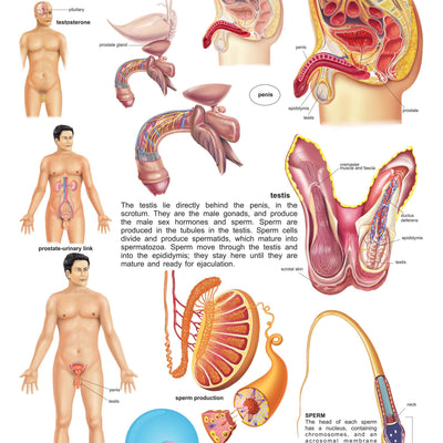 Dreamland Publications Educational Chart for Kids - The Male Reproductive System