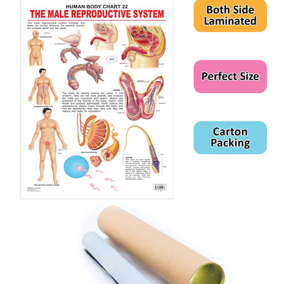 Dreamland Publications Educational Chart for Kids - The Male Reproductive System