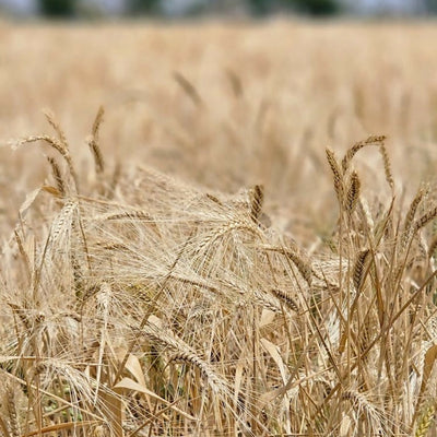 Hetha Khapli Whole Wheat Grains - Certified Organic by ECOCERT