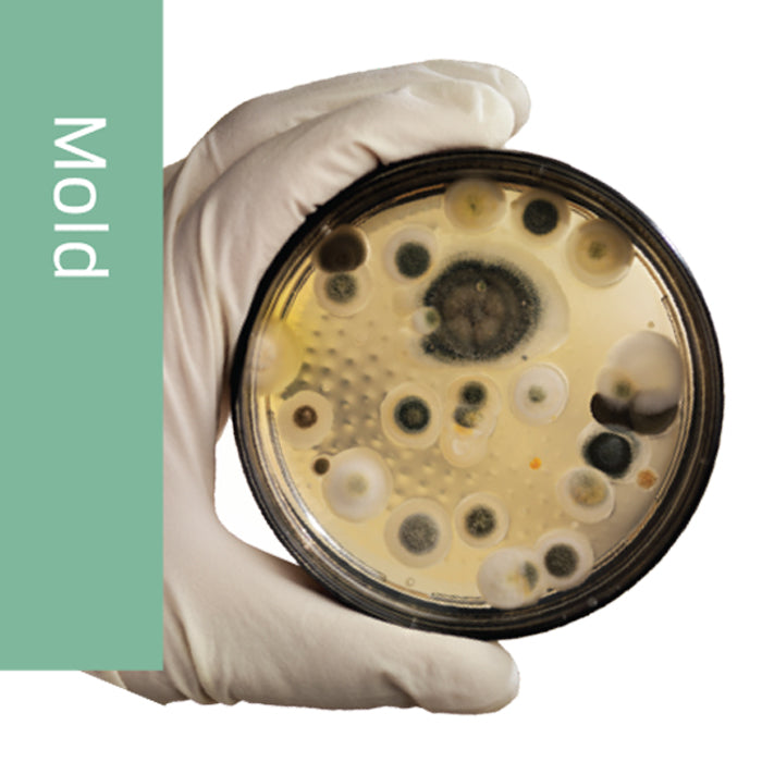 Allergy Test for Candida Albicans Allergy Mold Extract 10mL