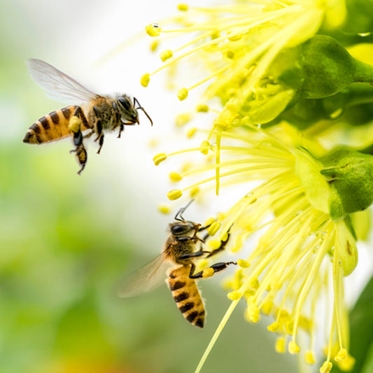 Allergy Test for Honey Bee Venom (Apis Mellifera) Allergy Extract 550 ug (5 dose)