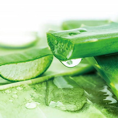 Herbal Essences Sulfate Free potent Aloe +Bamboo Real Botanicals Strength Conditioner
