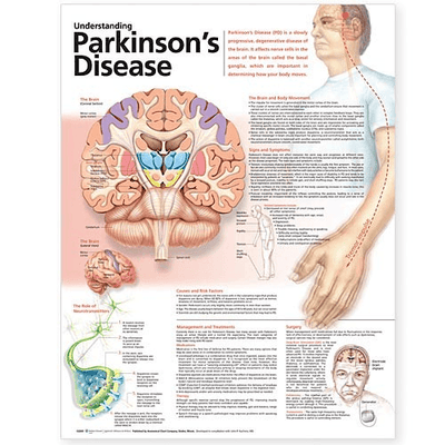Anatomy Poster Wall Charts