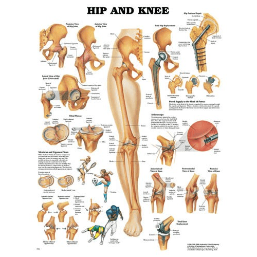 Anatomy Poster Wall Charts