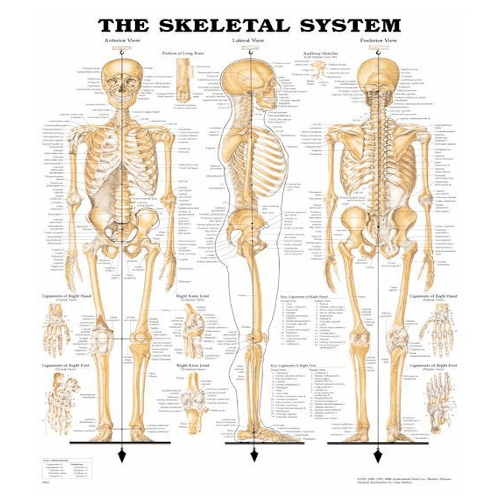 Anatomy Poster Wall Charts