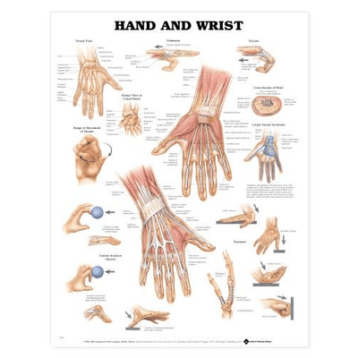 Anatomy Poster Wall Charts