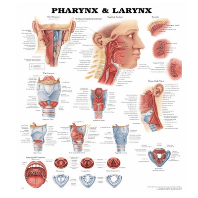 Anatomy Poster Wall Charts
