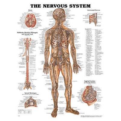Anatomy Poster Wall Charts