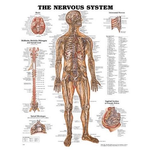 Anatomy Poster Wall Charts