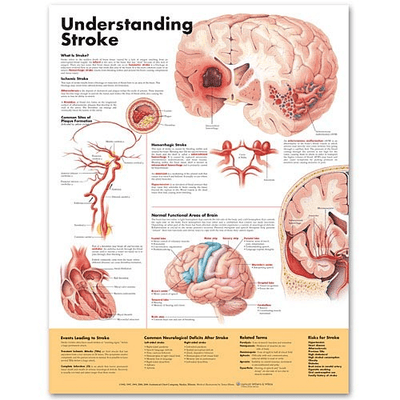 Anatomy Poster Wall Charts