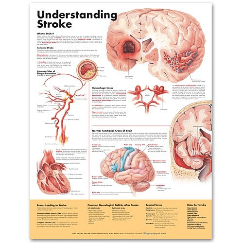 Anatomy Poster Wall Charts