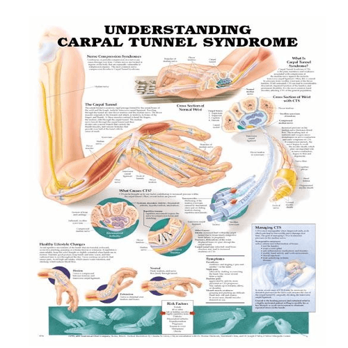 Anatomy Poster Wall Charts