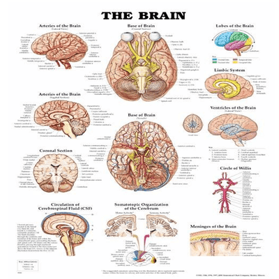 Anatomy Poster Wall Charts