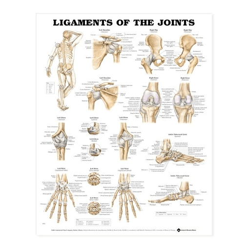 Anatomy Poster Wall Charts