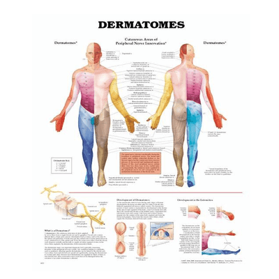 Anatomy Poster Wall Charts