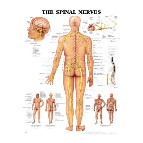 Anatomy Poster Wall Charts