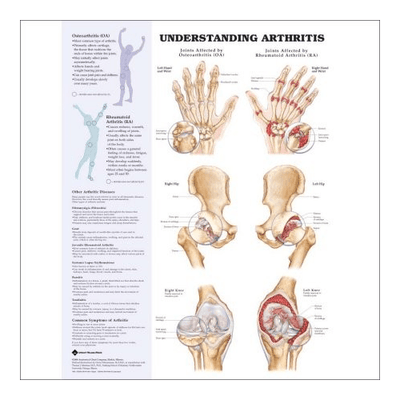 Anatomy Poster Wall Charts
