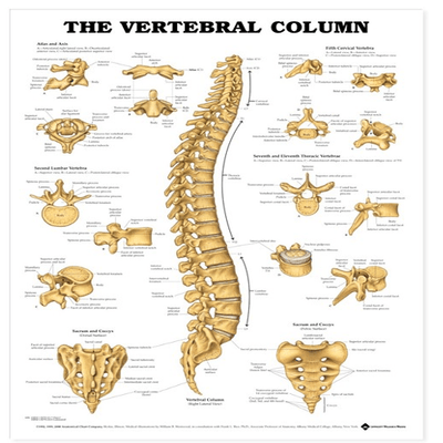 Anatomy Poster Wall Charts