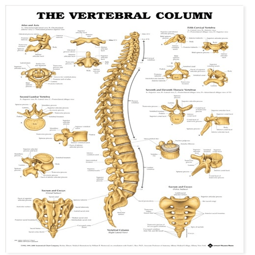 Anatomy Poster Wall Charts