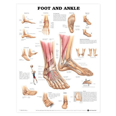Anatomy Poster Wall Charts
