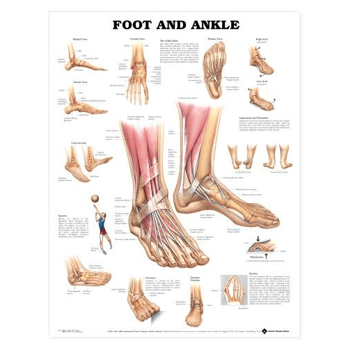 Anatomy Poster Wall Charts