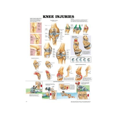 Anatomy Poster Wall Charts