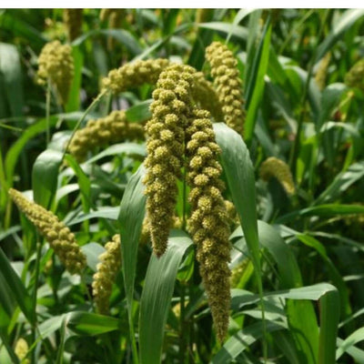 Freshon Foxtail Millet Whole Grain Flour