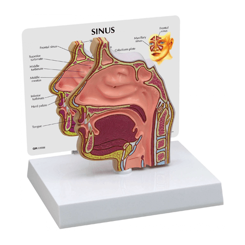 Nose and Nasal Passages Sinus Model