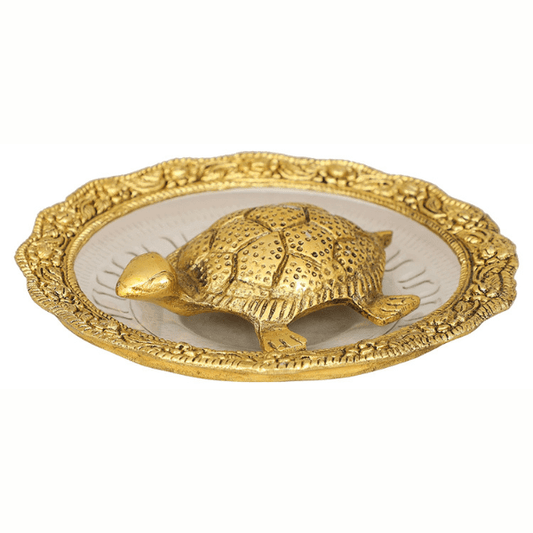 Tortoise on Glass Plate