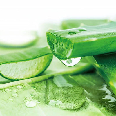 Herbal Essences Sulfate Free potent Aloe +Bamboo Real Botanicals Strength Shampoo