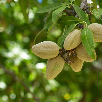 Freshon Organic Almonds