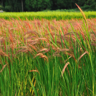 Freshon Red Rice Organic