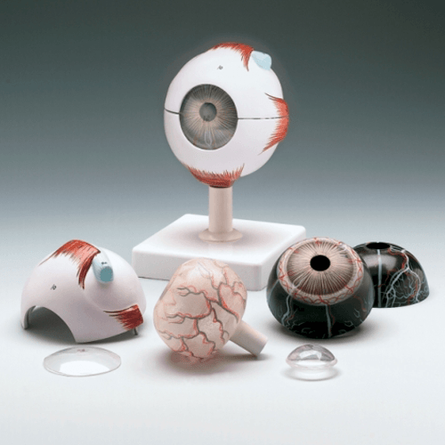 Human Eye Model