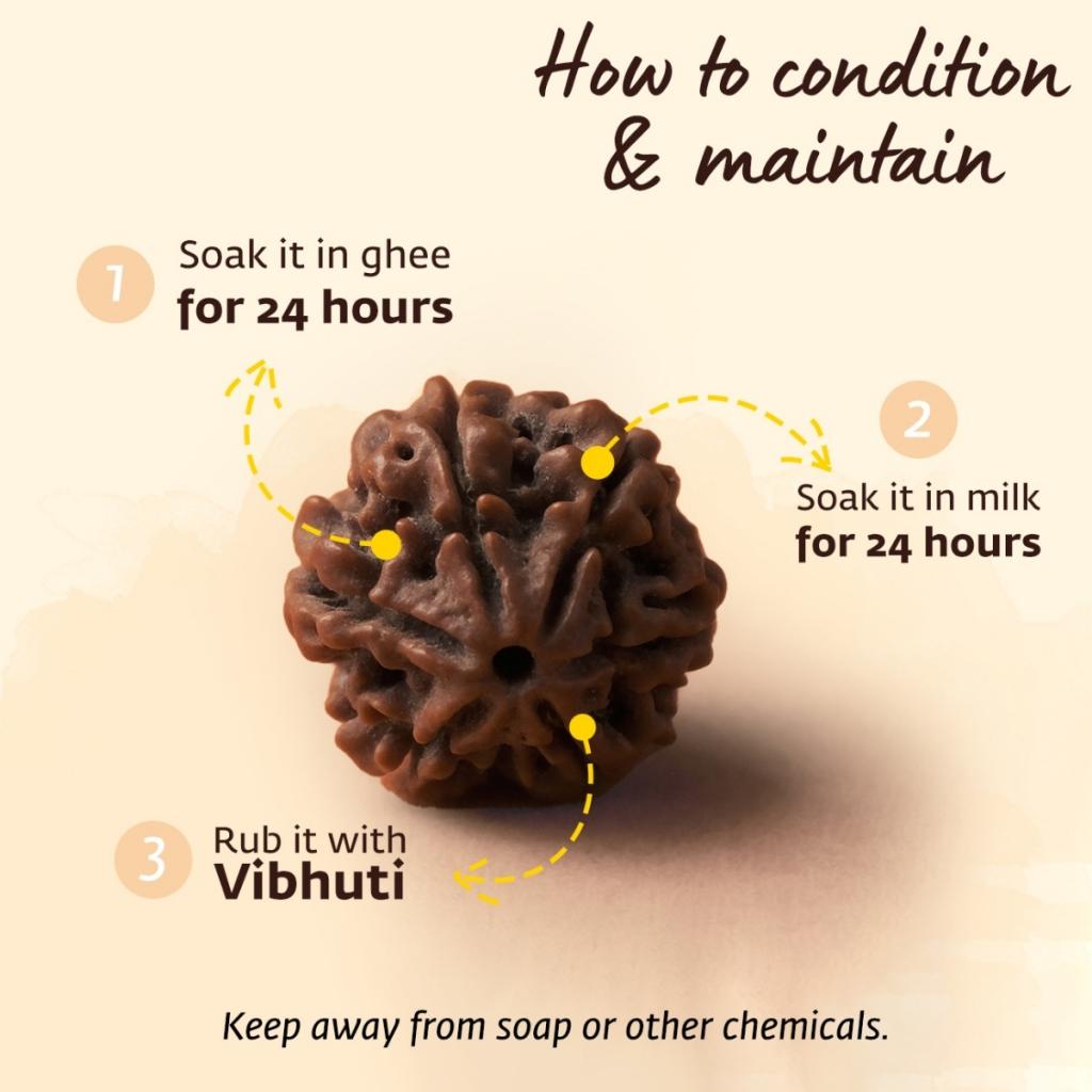 Adiyogi Rudraksha with copper chain. Consecrated Isha Panchamukhi (five faced) Rudraksha bead.