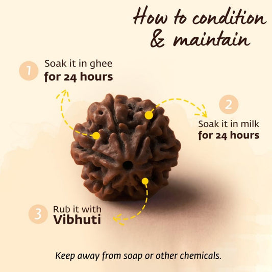 Adiyogi Rudraksha with copper chain. Consecrated Isha Panchamukhi (five faced) Rudraksha bead.