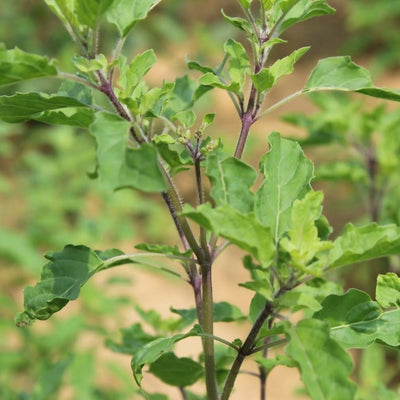 Carmel Organics Tulsi Leaves Powder