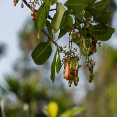 Freshon Organic Cashew