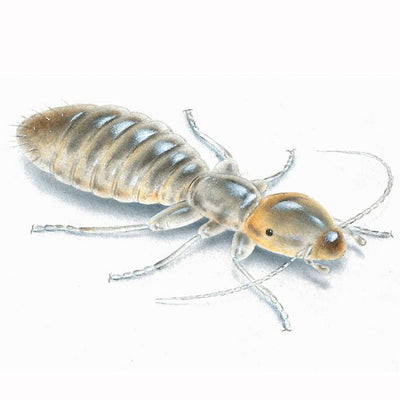 RID Lice Removal Comb