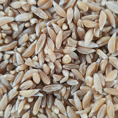 Hetha Khapli Whole Wheat Grains - Certified Organic by ECOCERT