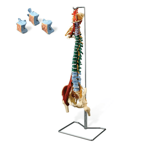 Muscle Spine with Disorders with Stand