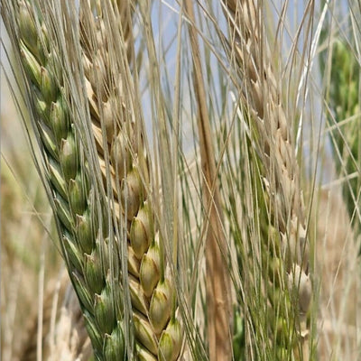 Hetha Khapli Whole Wheat Grains - Certified Organic by ECOCERT