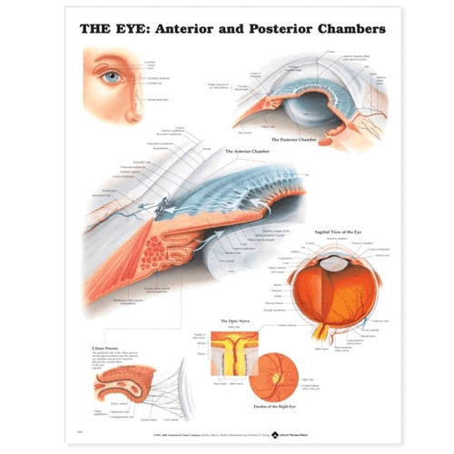 The Eye Anterior and Posterior Chambers Poster